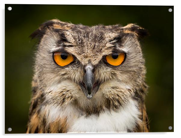  Eagle Owl Stare Acrylic by Adam Payne