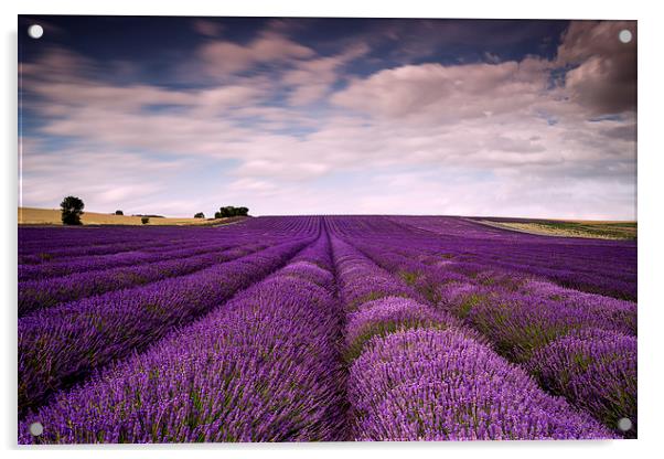 Hitchin Lavender Fields  Acrylic by Adam Payne