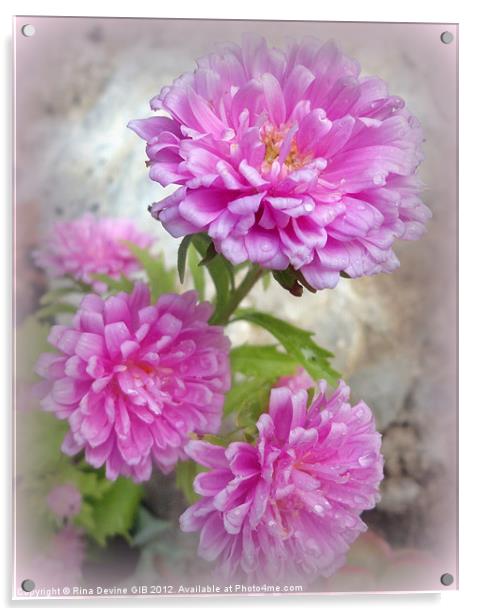Pink Asters 1 Acrylic by Fine art by Rina