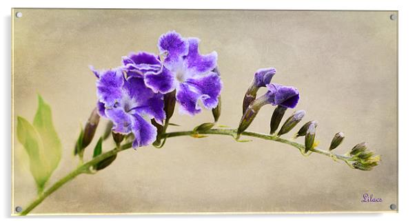 Lilacs Acrylic by Fine art by Rina