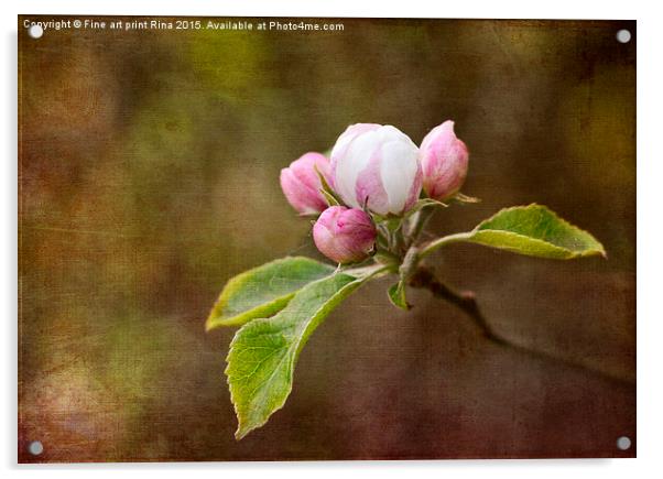  Spring blossom Acrylic by Fine art by Rina