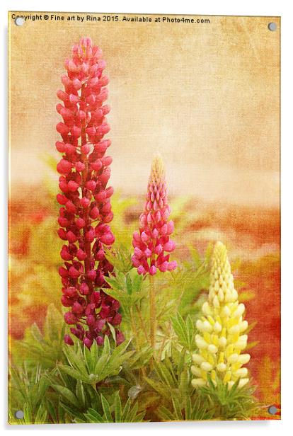  Lupins Acrylic by Fine art by Rina