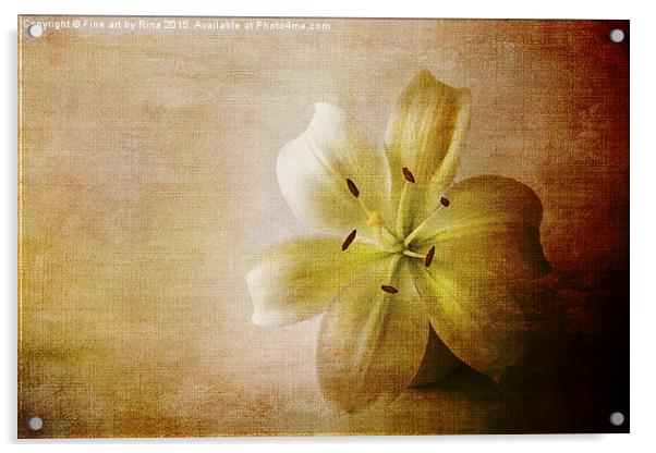  Textured white lily Acrylic by Fine art by Rina