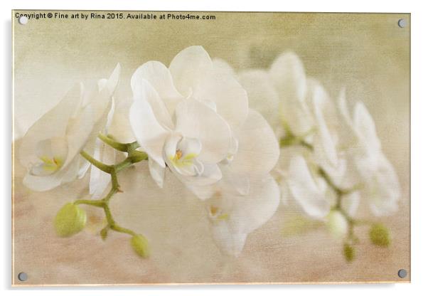  White Orchids Acrylic by Fine art by Rina