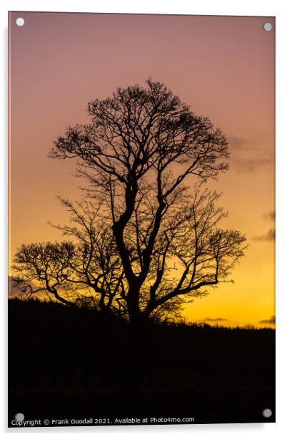 Tree at sunrise Acrylic by Frank Goodall