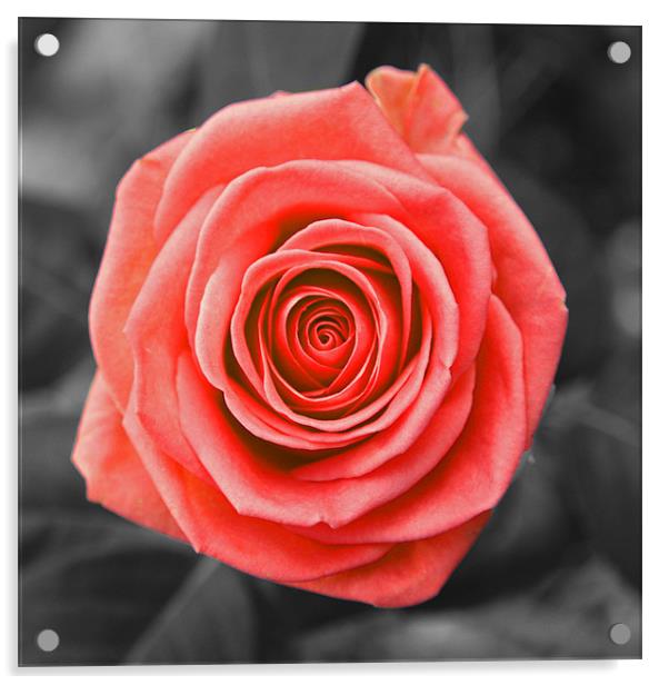 English Rose Acrylic by Kevin Warner