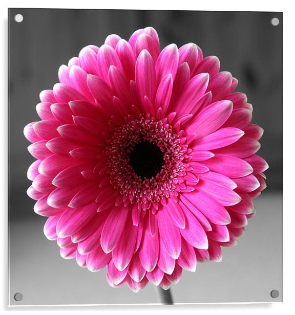 Rose Gerbera Acrylic by Kevin Warner