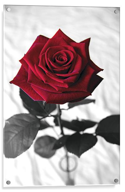 Red Velvet Rose Acrylic by Kevin Warner
