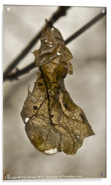 The Spider and the Leaf Acrylic by Paul Brown