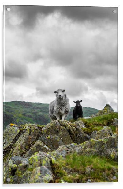 Herdwick Sheep and Lamb Acrylic by Maggie McCall
