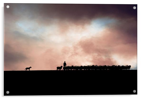 Shepherding in Devon 1 Acrylic by Maggie McCall
