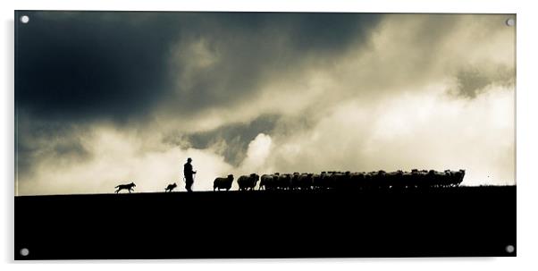 Shepherding in Devon 2 Acrylic by Maggie McCall