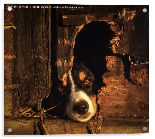 Border Collie Acrylic by Maggie McCall