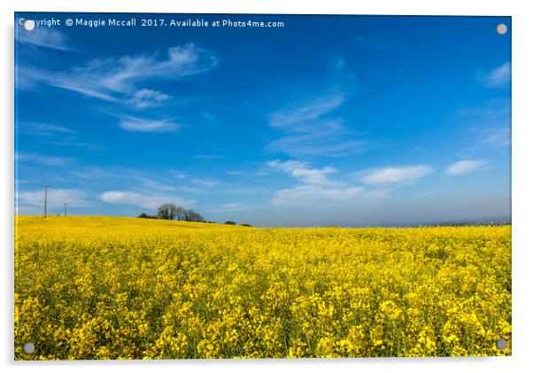 Yellow Oilseed Rape with vivd blue sky Acrylic by Maggie McCall