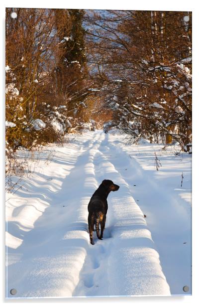 Huntaway Dog walking on snow Acrylic by Maggie McCall