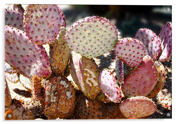 Desert Cacti Acrylic by Isabel Antonelli