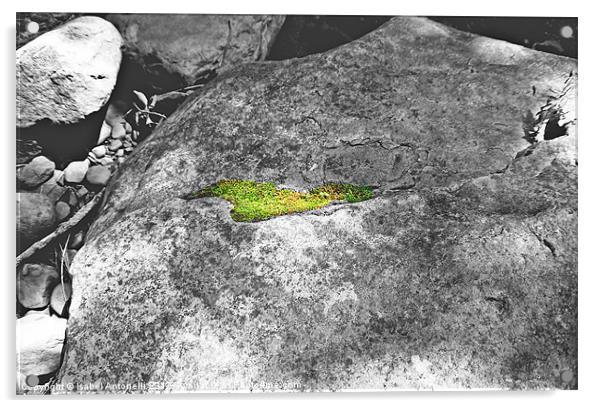 rock with moss partial coloring Acrylic by Isabel Antonelli