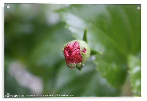 Fresh Red Budding Rose Acrylic by Isabel Antonelli