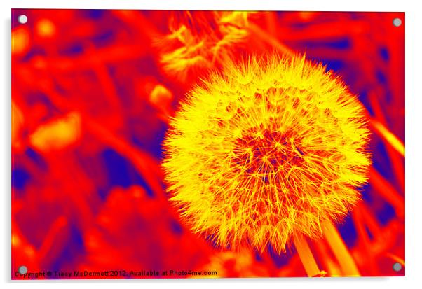 Abstract Dandelion Seed Acrylic by Tracy McDermott