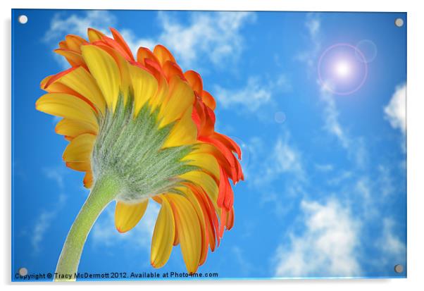 Gerbera under sunny blue sky. Acrylic by Tracy McDermott