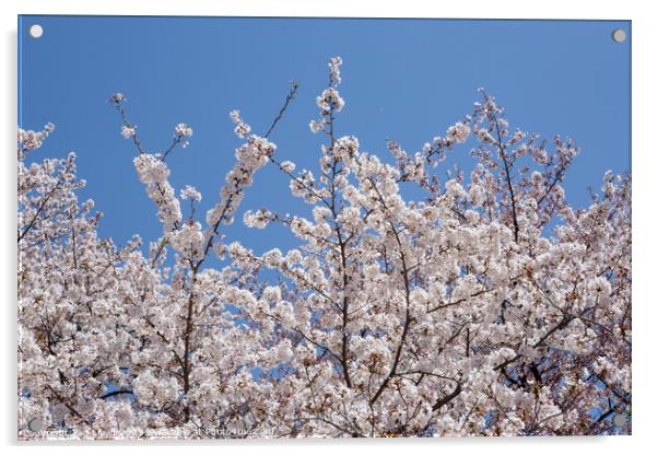 Cherry blossom, Tokyo, Japan Acrylic by J Lloyd
