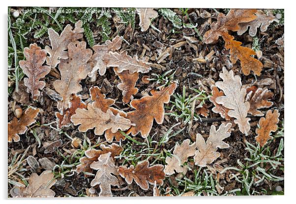 Frosty Oak Leaves Acrylic by J Lloyd