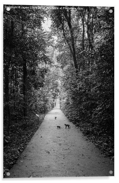 Monkeys in Bukit Timah Nature Reserve Acrylic by J Lloyd