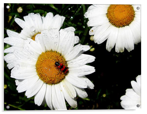summer flowers Acrylic by elvira ladocki