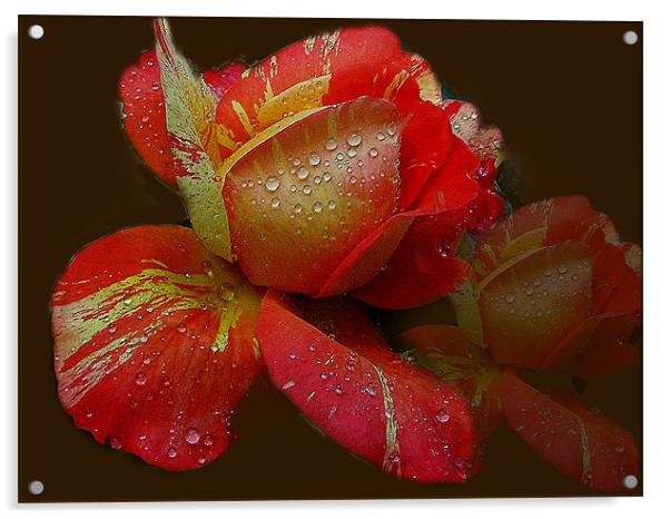 multicolor roses Acrylic by elvira ladocki