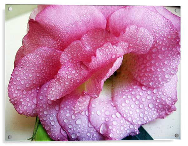 the pink flowers Acrylic by elvira ladocki