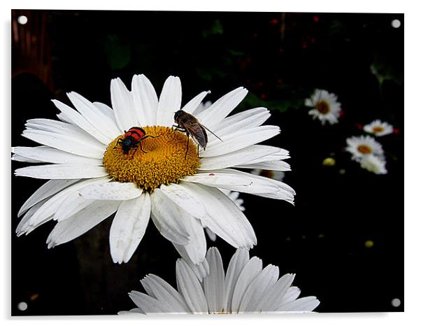 daisies with the insects Acrylic by elvira ladocki