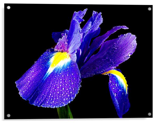 blue iris Acrylic by elvira ladocki