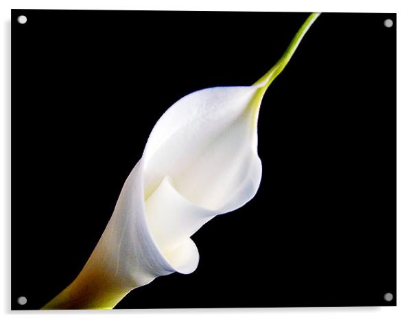 white flower Acrylic by elvira ladocki