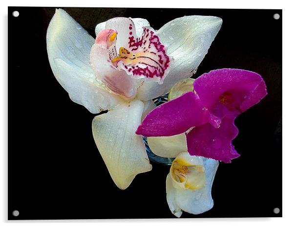 726-beautiful orchids Acrylic by elvira ladocki
