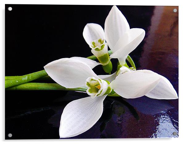 801- first spring flowers Acrylic by elvira ladocki