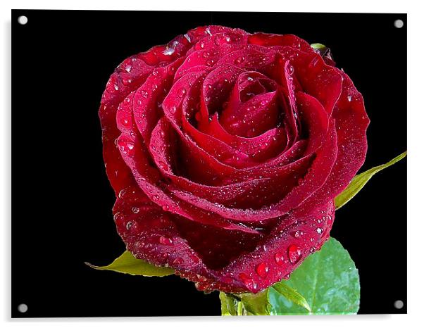854-red rose Acrylic by elvira ladocki