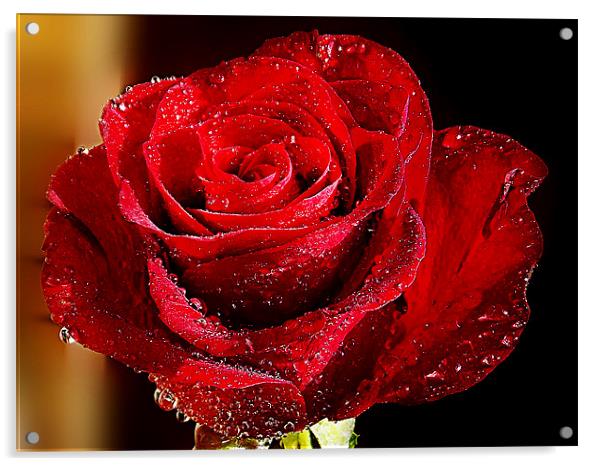 934-red rose Acrylic by elvira ladocki