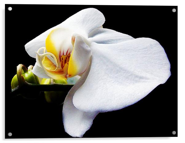 white orchid Acrylic by elvira ladocki