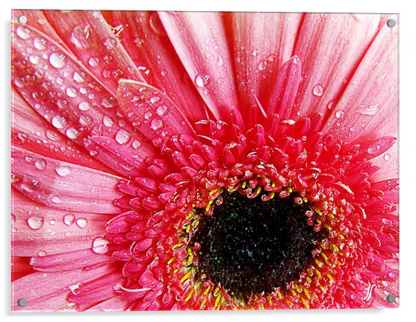 1051-pink gerber Acrylic by elvira ladocki