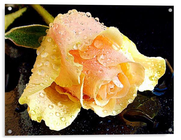 1108-berautiful rose Acrylic by elvira ladocki