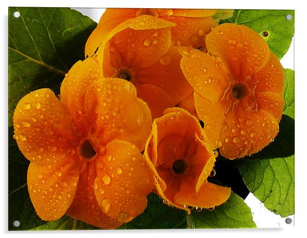 1140-beauty flowers Acrylic by elvira ladocki