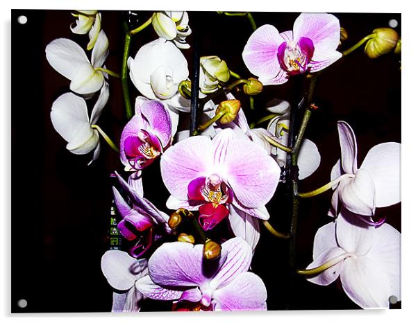 1148-beauty orchids Acrylic by elvira ladocki