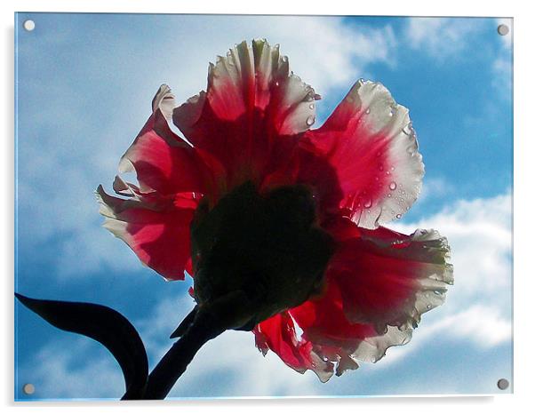 1186-flower in the sunshine Acrylic by elvira ladocki