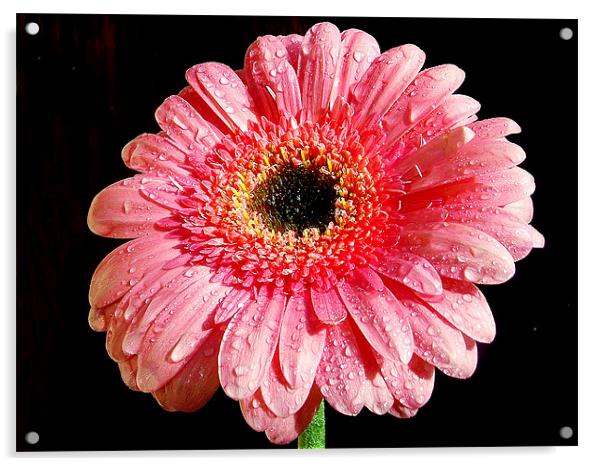 1187-pink gerber Acrylic by elvira ladocki