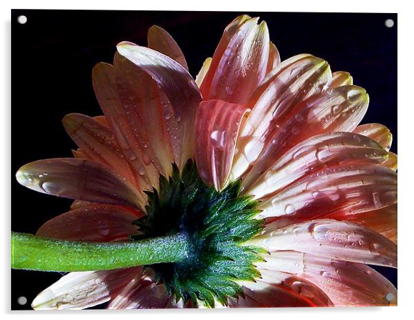 1192-pink gerber Acrylic by elvira ladocki