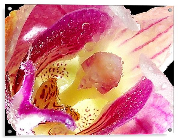 1198-beauty orchid Acrylic by elvira ladocki