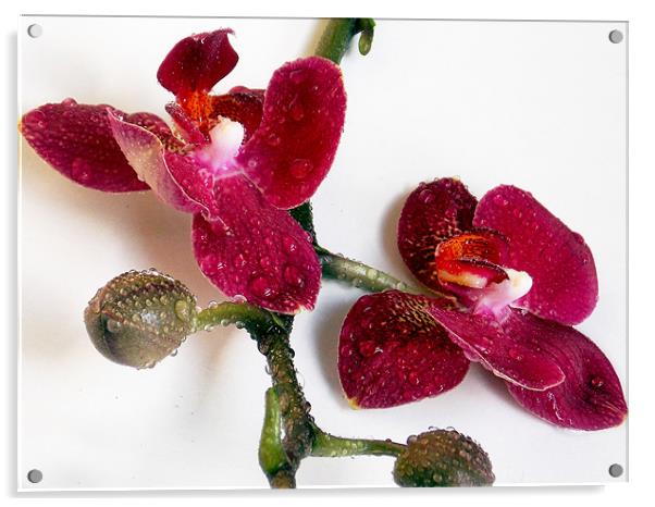 1224-beauty orchid Acrylic by elvira ladocki