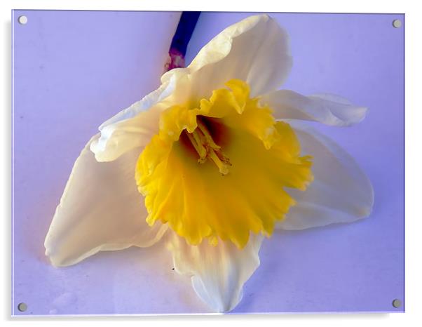 1230-beauty flower Acrylic by elvira ladocki