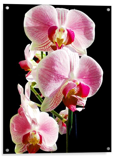 beautiful orchid Acrylic by elvira ladocki