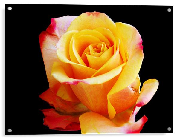 1472-beautiful rose Acrylic by elvira ladocki